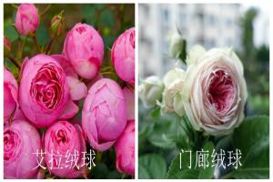 月季艾拉绒球和门廊绒球有什么区别