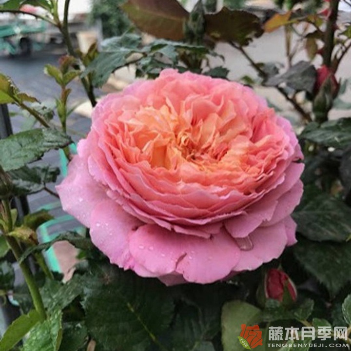 玫瑰哲理/米歇尔翁弗雷Michel Onfray