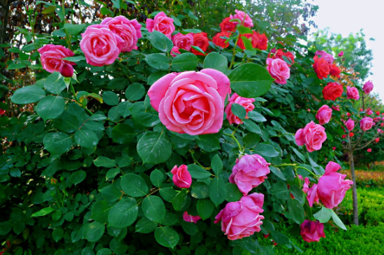 月季跟玫瑰花有什么不同（月季和玫瑰花的区别有哪些）
