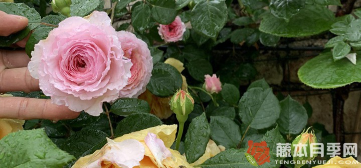 室内月季花怎么养比较好(室内养月季的方法)