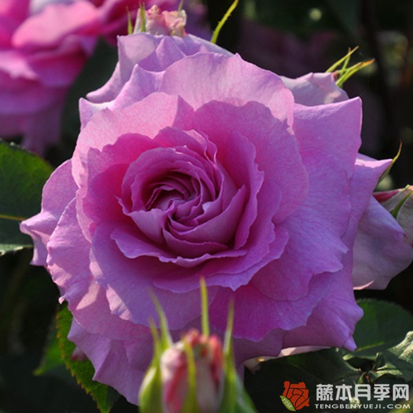 伊莉丝Elise
