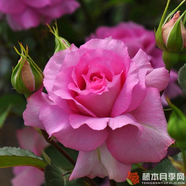伊莉丝Elise