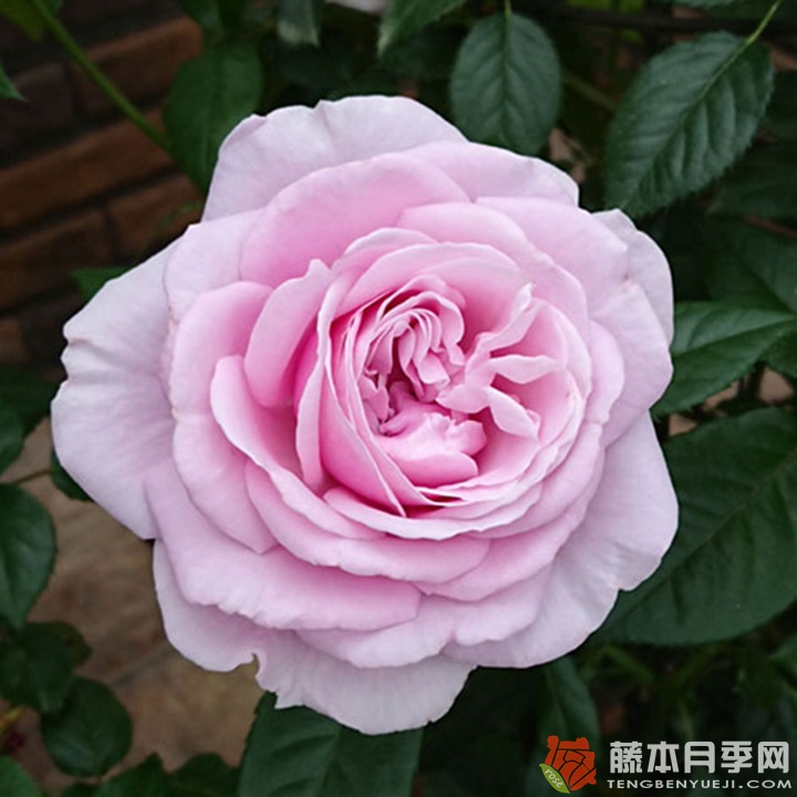 香水连衣裙