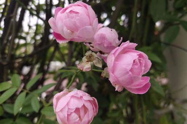 四季木香花的缺点图片