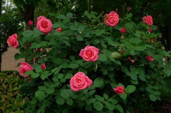 月季花夏季养护的五个禁忌