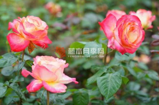 红双喜月季一年开几次花