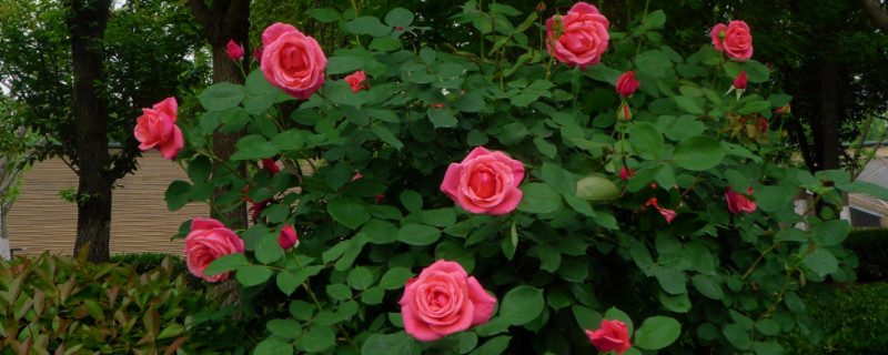 牡丹月季玫瑰怎么区分