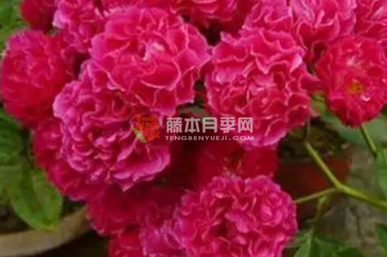 红罗莎莉月季一年开几次花