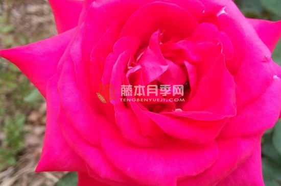 红色妖姬是玫瑰还是月季