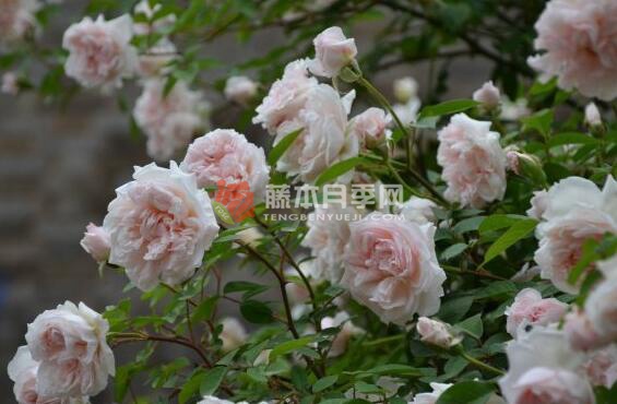 中国绯红茶香/屏东月季优缺点