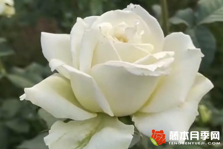 白葡萄酒月季优缺点