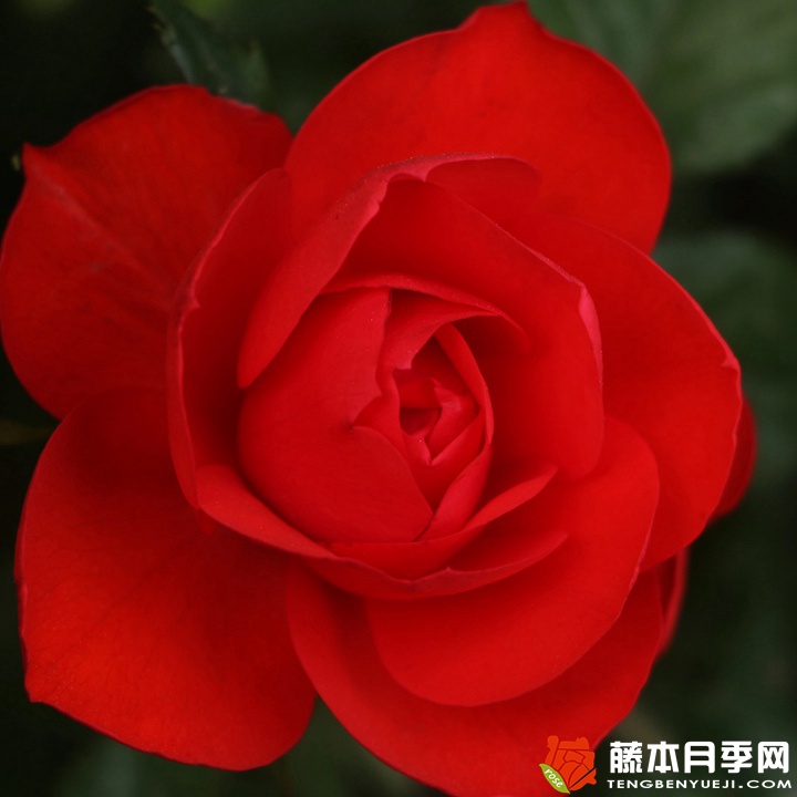 北京红/东方红月季