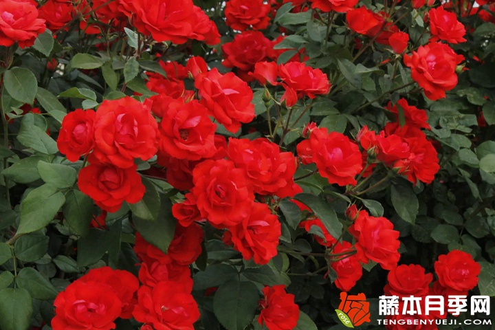 北京红/东方红月季