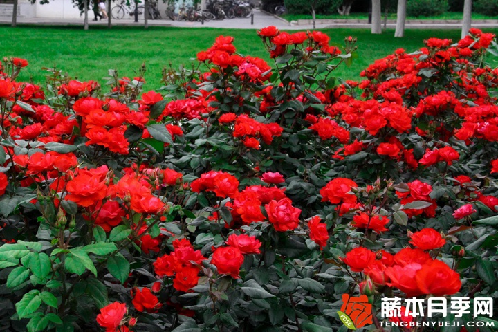 北京红/东方红月季