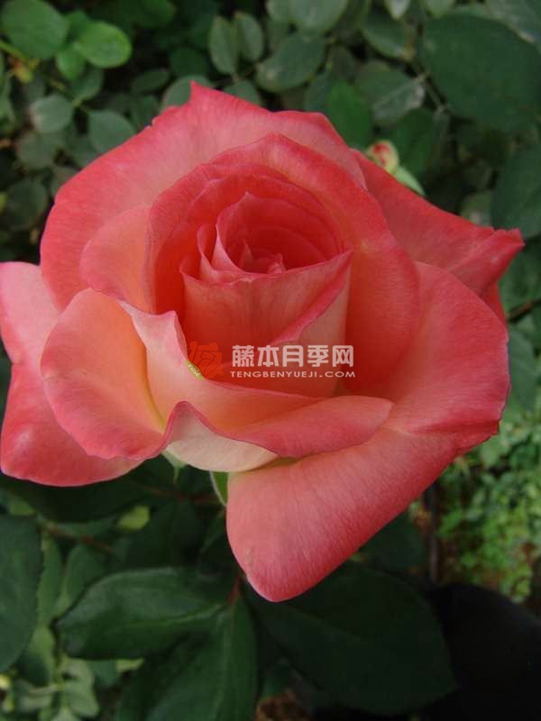 优雅月季