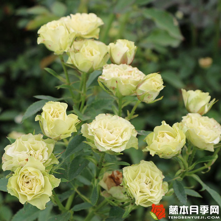 2024年绿色系经典月季品种推荐