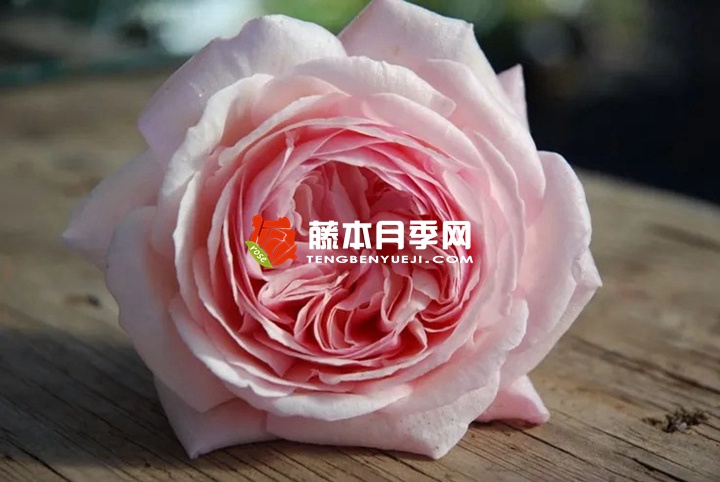 罗莎琳达Rosalind