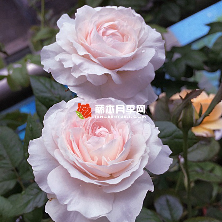 罗莎琳达Rosalind