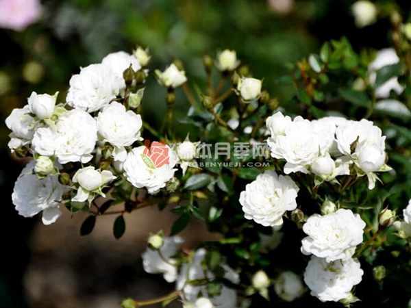 雪光月季的优缺点分析