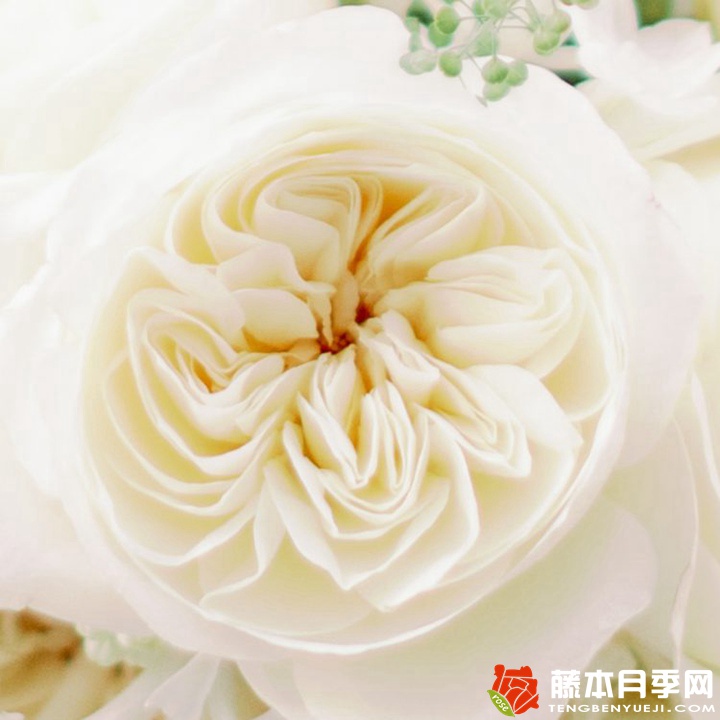 妮罗娜Leonora