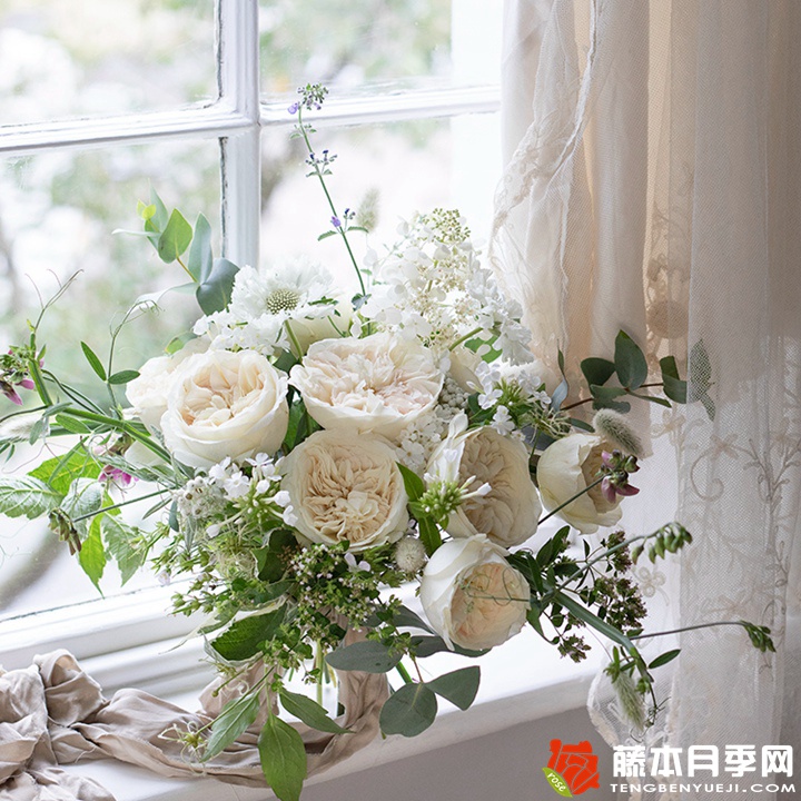 妮罗娜Leonora