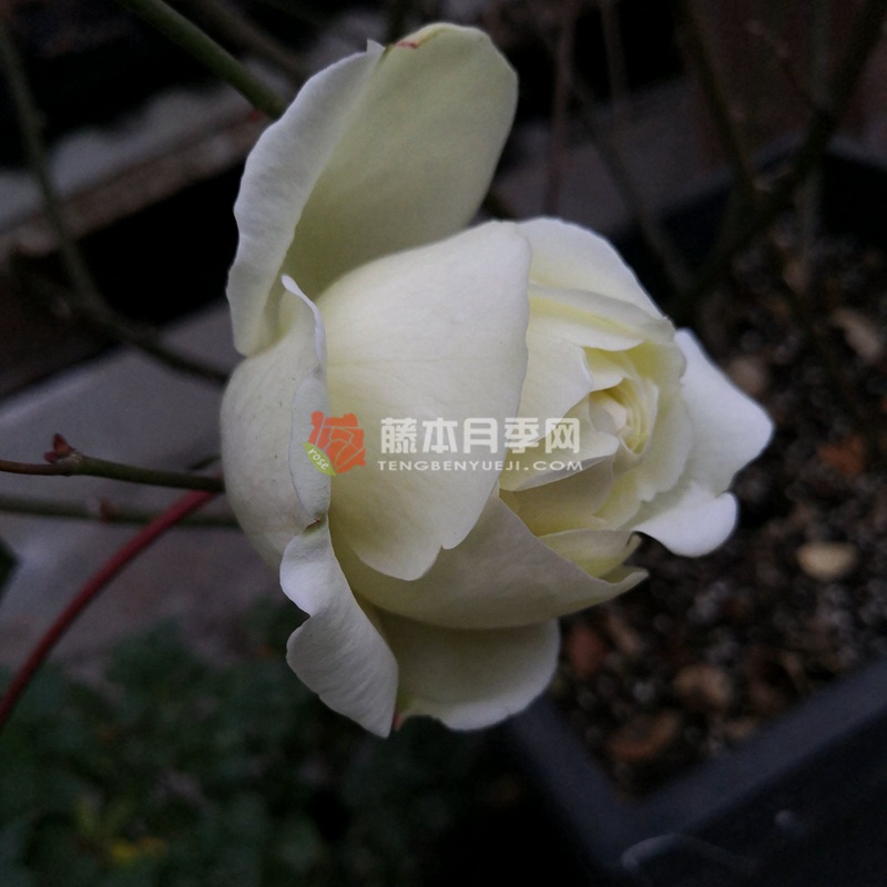 伊芙白法师伯爵月季