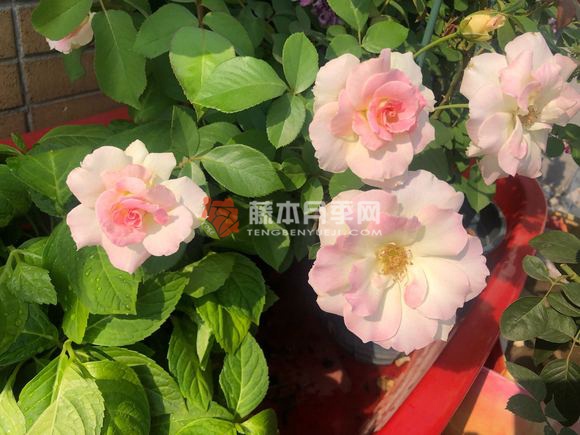 马蒂尔达/玛蒂尔达月季