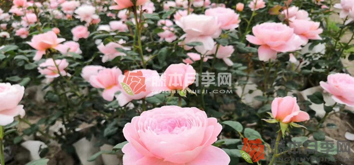 粉色月季花语是什么(粉色月季的象征寓意)