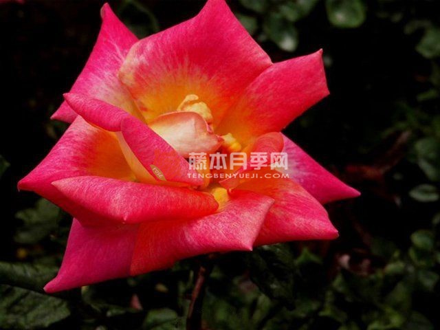 篝火月季