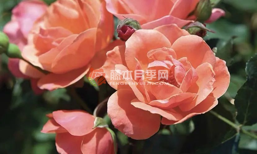 珊瑚绝代佳人月季