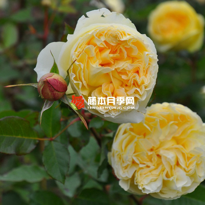 西西里舞曲