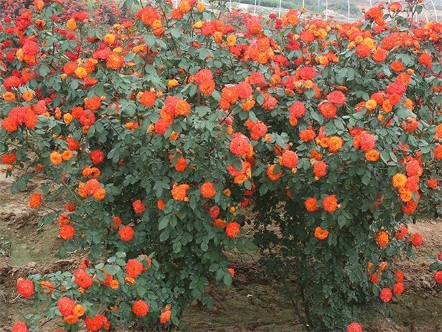 花仙月季优缺点