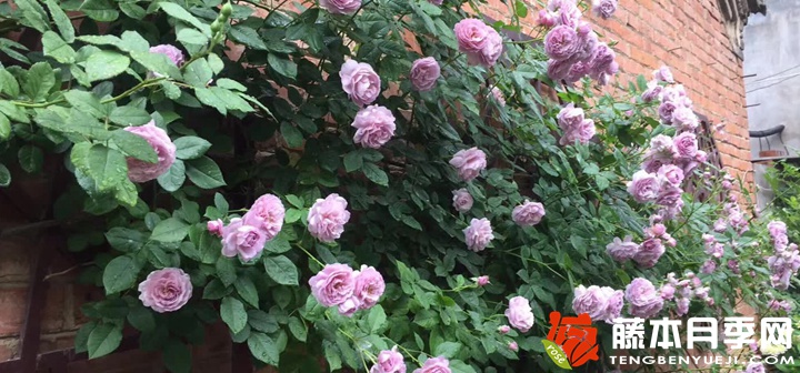 薰衣草花环月季值得种吗