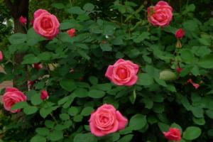 牡丹月季玫瑰怎么区分