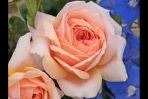 玫瑰花园月季优缺点分析