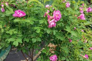 紫枝玫瑰/四季玫瑰的优缺点