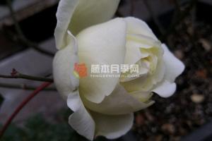 伊芙白法师伯爵月季优缺点分析