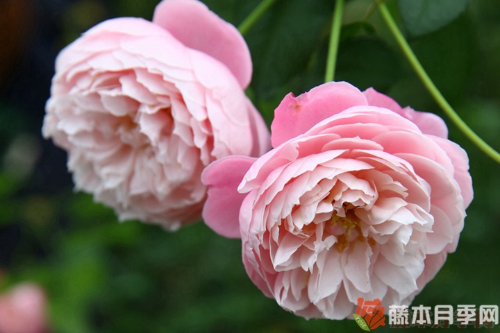 羽毛月季优缺点