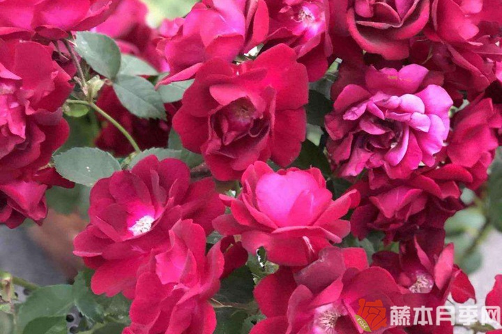 赤龙含珠月季优缺点