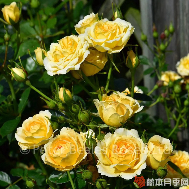 甜蜜回忆月季