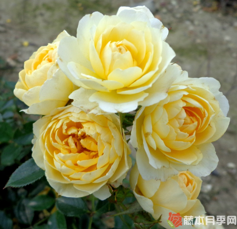 甜蜜回忆月季