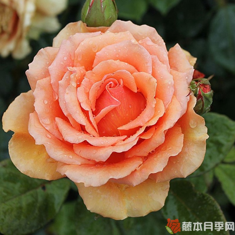 道场/阿什拉姆月季