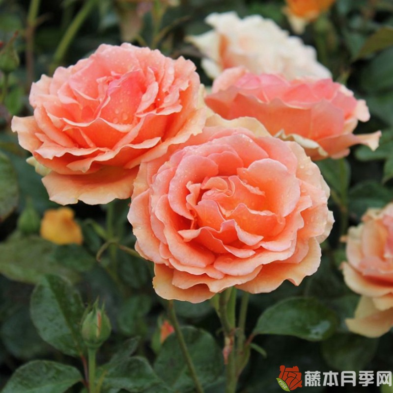 道场/阿什拉姆月季