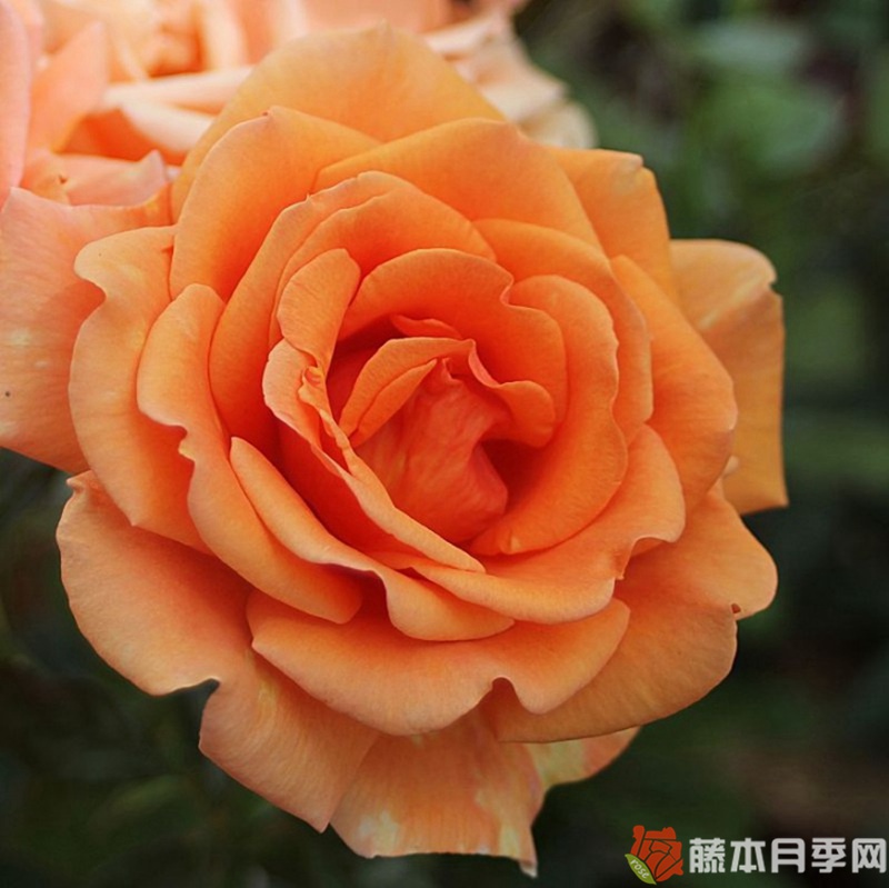 道场/阿什拉姆月季
