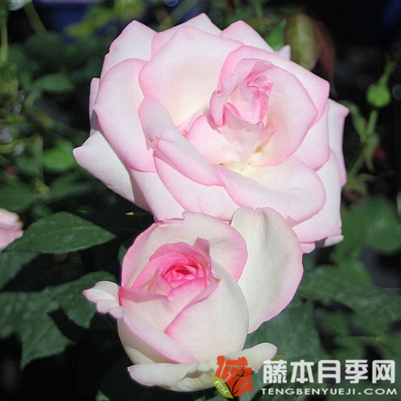 彼德迈尔/毕德麦雅月季