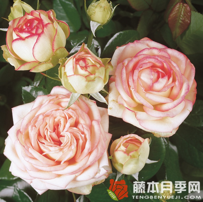 彼德迈尔/毕德麦雅月季