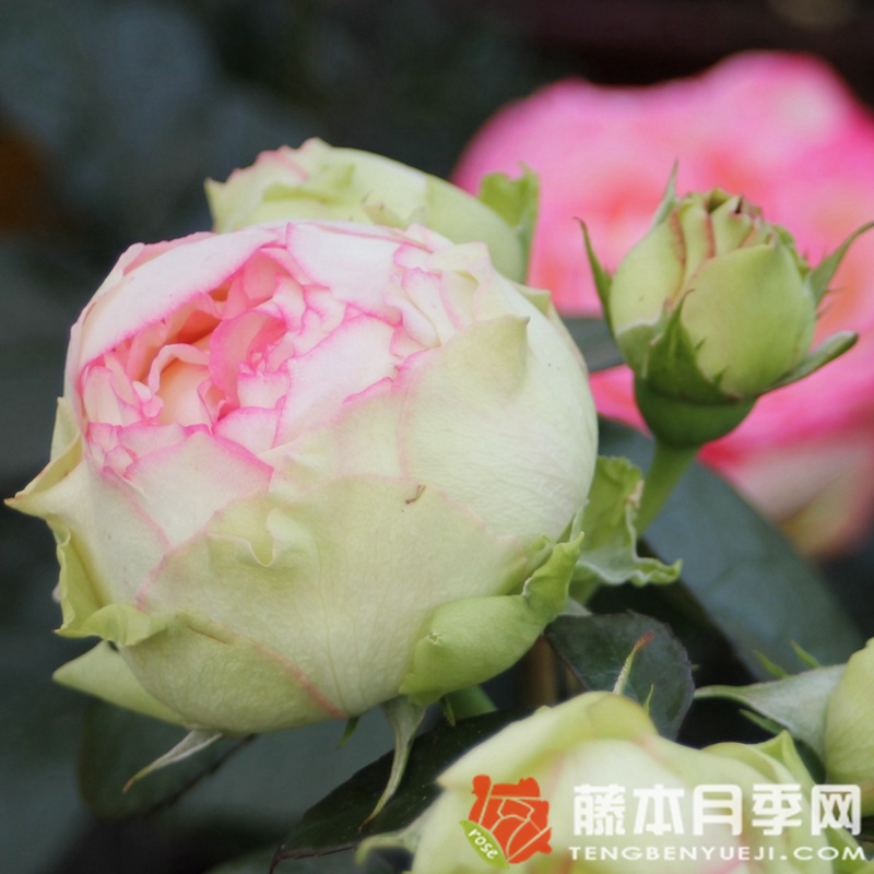 彼德迈尔/毕德麦雅月季