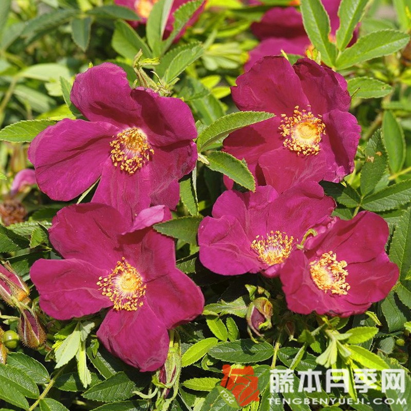 蜜蜂之友斯特兰德珀尔