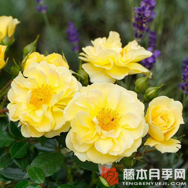 黄色蜜蜂乐园月季