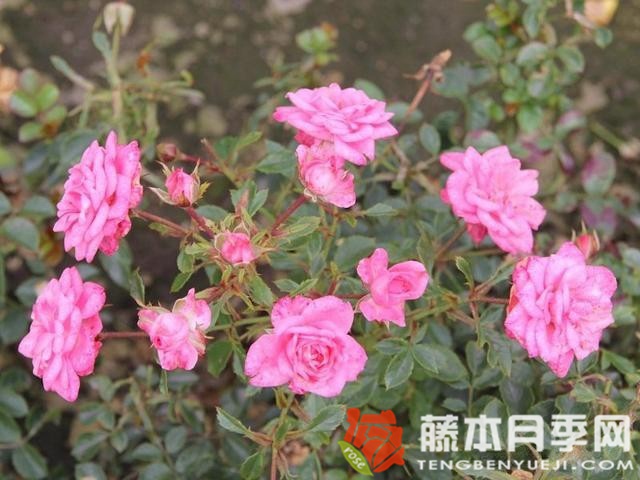 糖宝宝月季优缺点